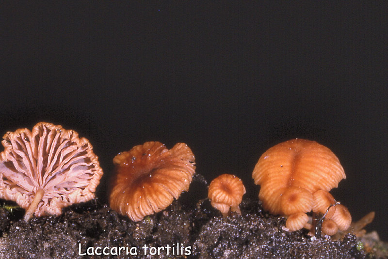 Laccaria tortilis-amf1064.jpg